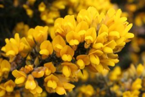 Gorse y su belleza